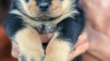 Rottweiler Puppies