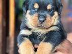 Rottweiler Puppies