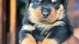 Rottweiler Puppies