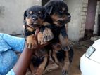 Rottweiler Puppies