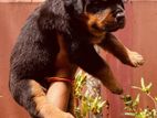 Rottweiler Puppies