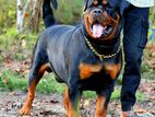 Rottweiler Puppies
