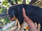 Rottweiler Puppies