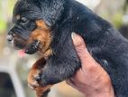 Rottweiler Puppies