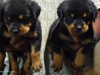 Rottweiler Puppies