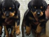 Rottweiler Puppies