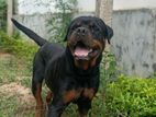 Rottweiler Puppies