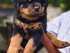 Rottweiler Puppies