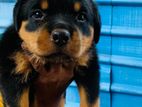 Rottweiler Puppies