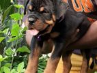 Rottweiler Puppies