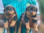 Rottweiler Puppies