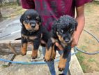 Rottweiler puppies