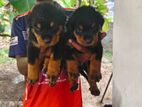 Rottweiler Puppies