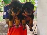 Rottweiler Puppies