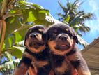 Rottweiler puppies