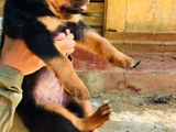 Rottweiler Puppies