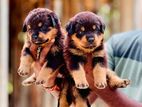 Rottweiler Puppies