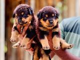 Rottweiler Puppies