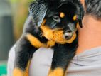 Rottweiler Puppies