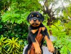 Rottweiler Puppies