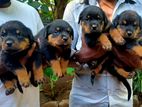 Rottweiler Puppies