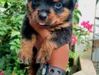 Rottweiler Puppies