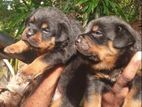 Rottweiler Puppies