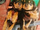 Rottweiler Puppies