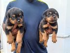 Rottweiler Puppies