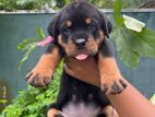 Rottweiler Puppies
