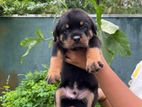 Rottweiler Puppies