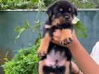 Rottweiler Puppies