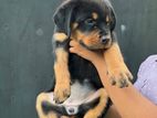 Rottweiler Puppies