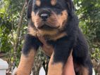 Rottweiler Puppies