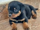 Rottweiler Puppies
