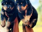 Rottweiler Puppies