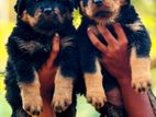Rottweiler Puppies