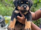 Rottweiler Puppies