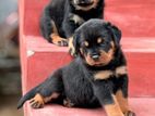 Rottweiler Puppies