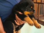 Rottweiler Puppies