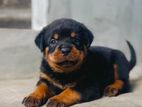 Rottweiler Puppies