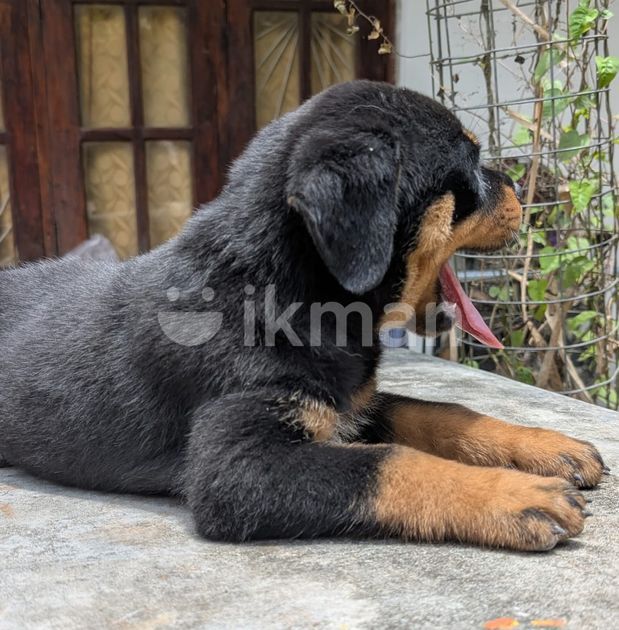 Dogs Big Head Rottweiler Puppies For Sale Different Types Big