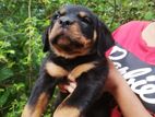 Rottweiler Puppies