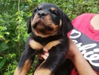 Rottweiler Puppies