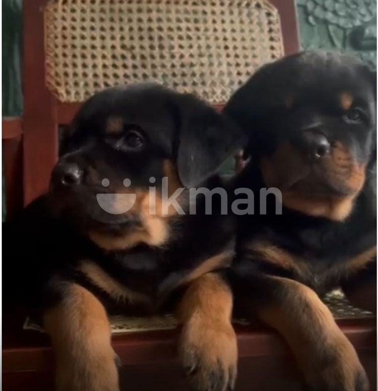 Rottweiler Puppies for Sale in Kandy City ikman