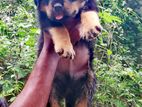 Rottweiler Puppies