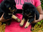 Rottweiler Puppies
