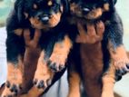 Rottweiler Puppies