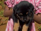 Rottweiler Puppies