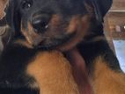 Rottweiler Puppies